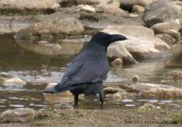 Jungle Crow Corvus macrothynchos 큰부리까마귀