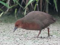 Ruddy-Breasted Crake