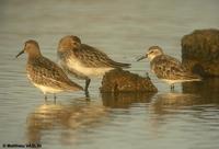 Bécasseau         semipalmé ad. (Calidris pusilla)