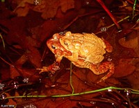 : Bufo americanus; American Toads In Amplexus