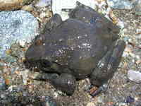 : Discoglossus montalentii; Corsican Painted Frog