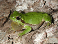 : Hyla sarda; Sardinian Tree Frog