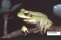 : Hypsiboas prasinus