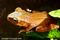 : Polypedates leucomystax; Brown Tree Frog