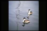 : Aechmophorus occidentalis; Western Grebe