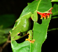 : Rhacophorus moltrechti