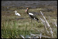 : Ephippiorhynchus senegalensis; Saddle-billed Stork