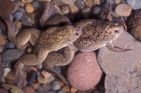 : Xenopus laevis; African Clawed Frog