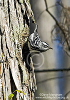 : Mniotilta varia; Black-and-white Warbler