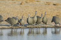 : Numida meleagris; Helmeted Guineafowl