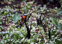 : Terpsiphone mutata; Madagascar Paradise Flycatcher