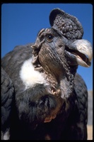 : Vultur gryphus; Andean Condor