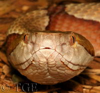 : Agkistrodon contortrix contortrix; Southern Copperhead