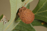 : Besbicus conspicuus; Round Gall Wasp;