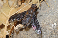 : Hemipenthes sinuosa; Sinuous Bee Fly