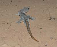 : Diplodactylus taenicauda; Golden-tailed Gecko