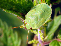 : Palomena prasina