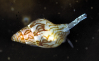: Alia carinata; Carinated Dove Snail