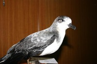 12 흰배슴새 Pterodroma hypoleuca