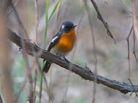 Mugimaki Flycatcher  (Iain Campbell)