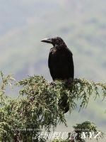 Corvus corone Carrion Crow 小嘴烏鴉 068-047