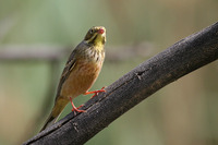 Female Ortolan Bunting