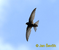 Photo of rorýs obecný, Apus apus, Swift, Mauersegler