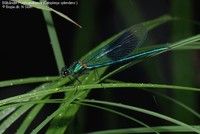 Blåbåndet Pragtvandnymfe (Calopteryx splendens ) Foto/billede af