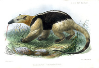 tamandua