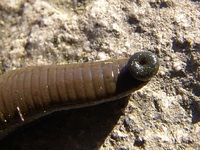 Haemopis sanguisuga
