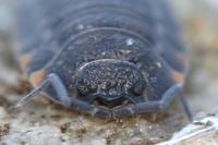 Porcellio scaber