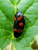 Cercopis vulnerata