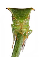 Stictocephala bisonia