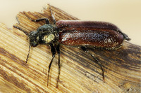 Psoa viennensis
