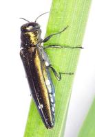 Agrilus biguttatus