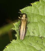 Agrilus cuprescens