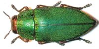 Perotis chlorana