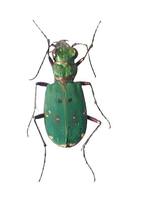Cicindela campestris - Green Tiger Beetle