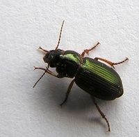 Harpalus affinis