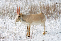 Saiga; Saiga Antelope (Saiga tatarica)