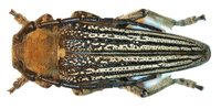 Mallosia imperatrix imperatrix