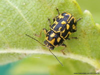 Pachybrachis tessellatus