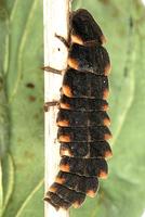 Lampyris noctiluca - Glow Worm