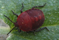 Coridius viduatus