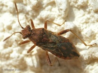 Rhopalus parumpunctatus