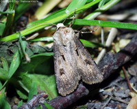 Agrotis exclamationis - Heart & Dart