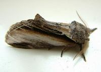 Pheosia tremula - Swallow Prominent