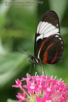 Heliconius cydno chioneus