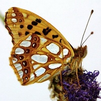 Issoria lathonia - Queen of Spain Fritillary