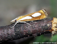 Catoptria pinella
